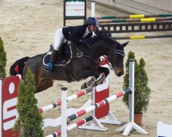 broodmare Adventure Girl 3 (German Sport Horse, 2011, from Vulkano FRH)
