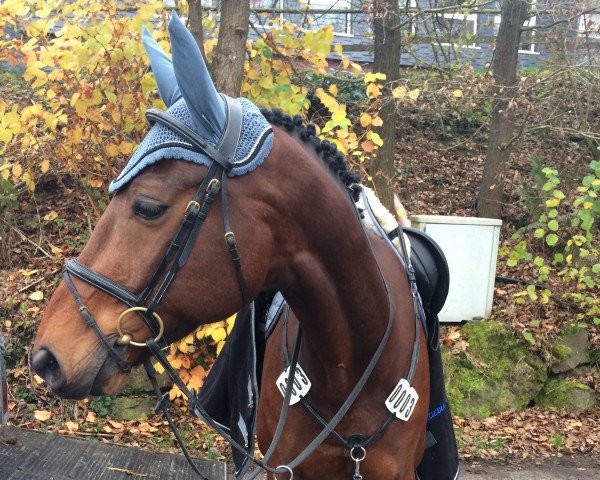 Springpferd Abany 5 (Hessisches Warmblut, 2003, von Adlantus As FRH)