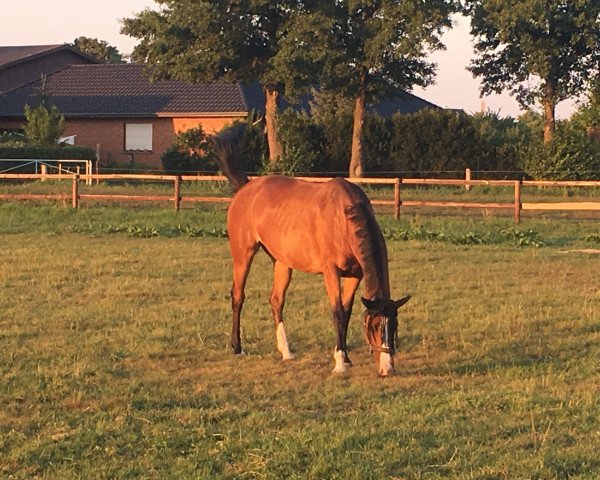 dressage horse Kaskade 36 (Trakehner, 2009, from Freudenfest)