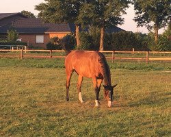 dressage horse Kaskade 36 (Trakehner, 2009, from Freudenfest)