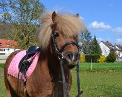 dressage horse Orkan vom Rossberg (Shetland Pony, 2006, from Oke van de Zandkamp)
