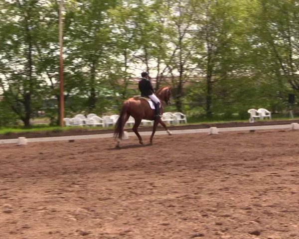 Reitturnier Dallgow 2017