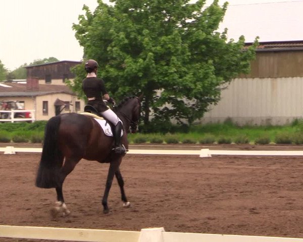 Reitturnier Dallgow 2017