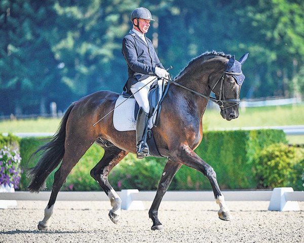 dressage horse Lionel 64 (Oldenburg, 2011, from L'espoir)