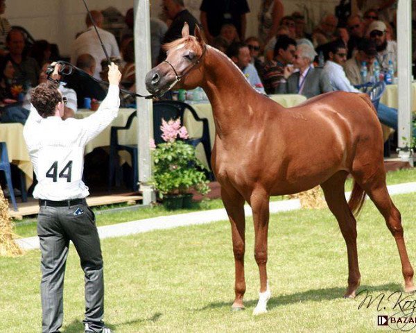 broodmare Perespa ox (Arabian purebred, 2007, from Enzo 1999 ox)