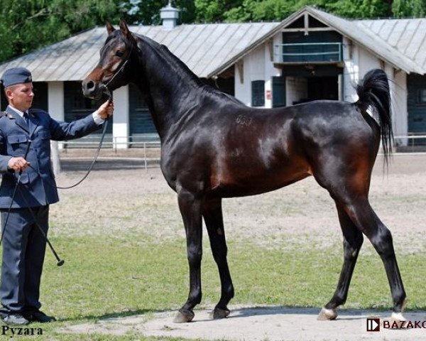 horse Prospero ox (Arabian purebred, 2014, from Kahil Al Shaqab ox)