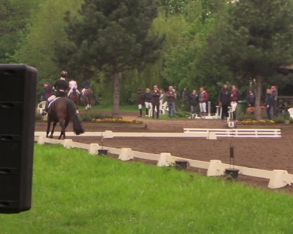 Reitturnier Dallgow 2017