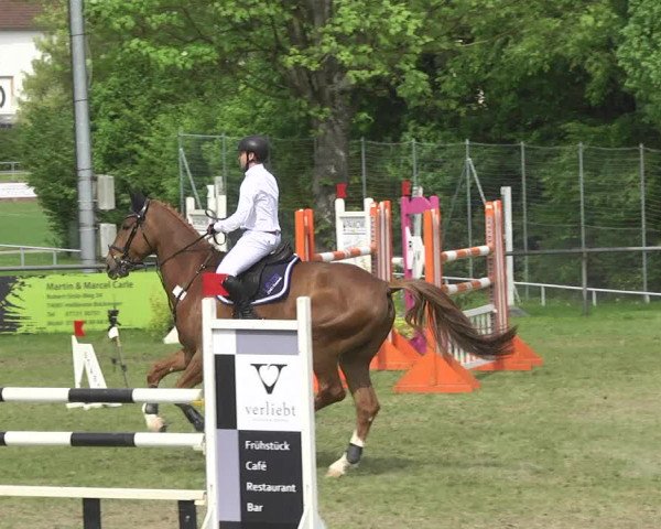 Reitturnier Schwaigern 2017