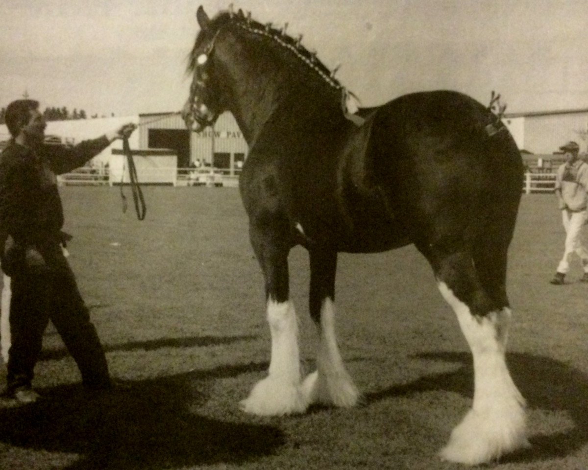 Deckhengst Torrs Jubilant (Clydesdale, 1986, von Torrs Jubilee)