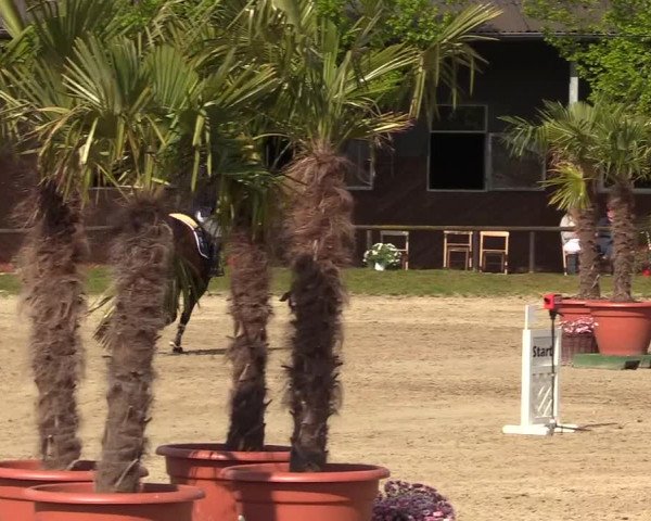 Reitturnier Halver 2017