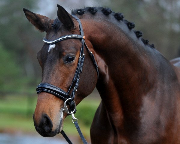 stallion Karakallis (Trakehner, 2017, from High Motion 2)