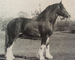 stallion Ogdensburg Nobleman (Clydesdale, 1979, from Doura Perfect Motion)