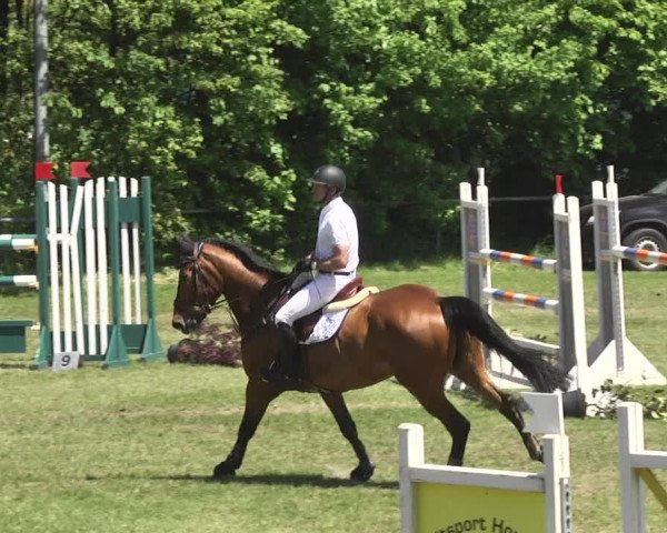 Reitturnier Schwaigern 2017