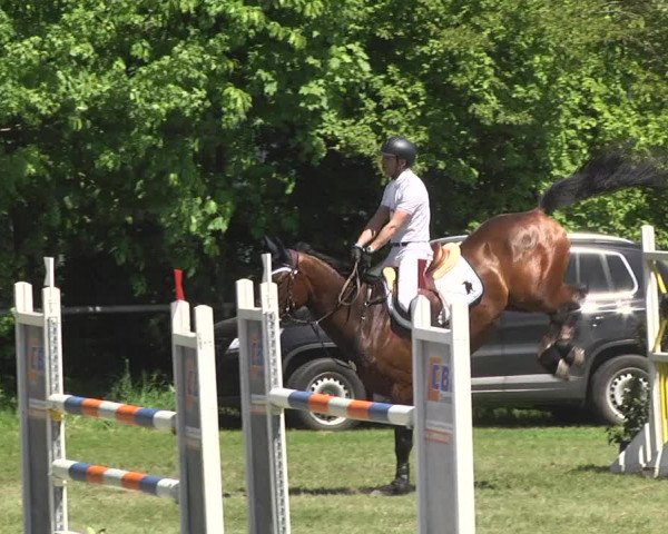 Reitturnier Schwaigern 2017