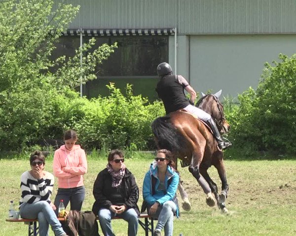 Reitturnier Schwaigern 2017