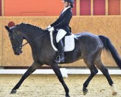 dressage horse Don Paulo 2 (Hanoverian, 2001, from De Niro)