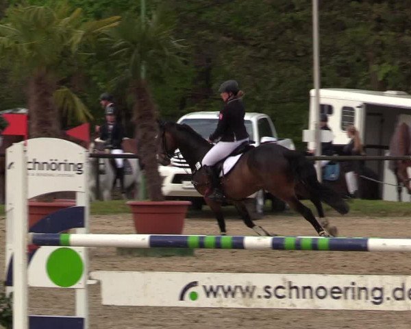 Reitturnier Halver 2017