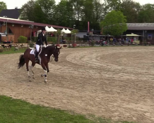 Reitturnier Halver 2017