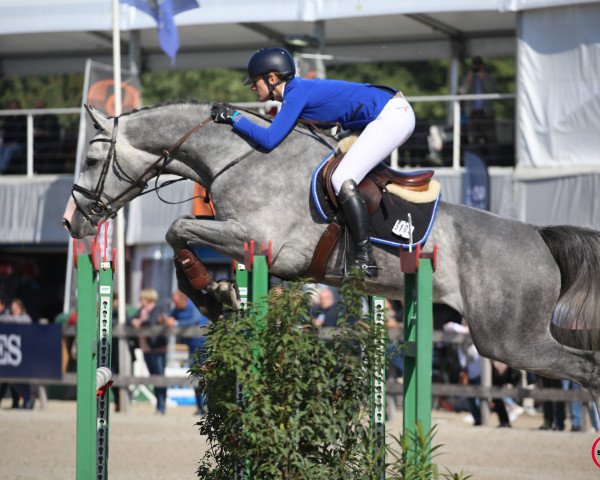 Springpferd Coear de Pirater Z (Zangersheide Reitpferd, 2013, von Calvados)
