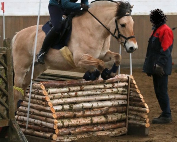 Pferd Lya vom Sueselerfeld (Fjordpferd, 2010, von Resen N.2673)