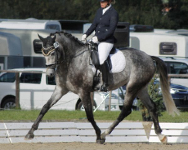 dressage horse Fuerstengold Kwg CH (Swiss Warmblood, 2010, from Fürstenball)
