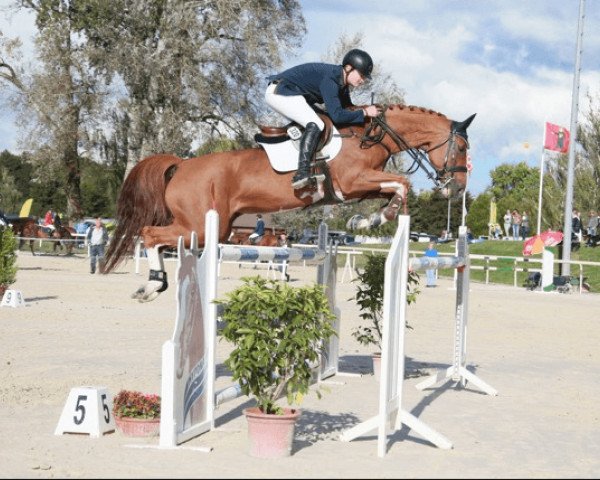jumper Zaubermaus Kwg CH (Swiss Warmblood, 2007, from Couleur Rubin)