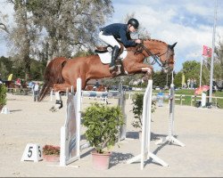 jumper Zaubermaus Kwg CH (Swiss Warmblood, 2007, from Couleur Rubin)
