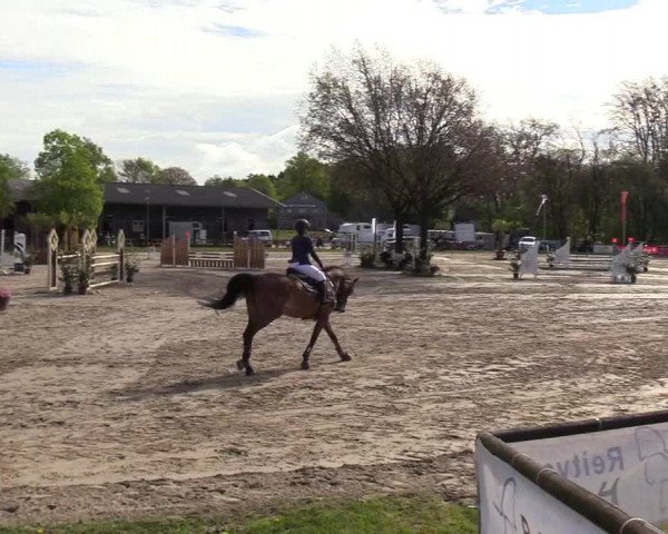Reitturnier Halver 2017
