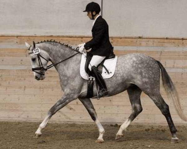 Zuchtstute Adelina Grande KWG CH (Schweizer Warmblut, 2007, von Don Marco 3)