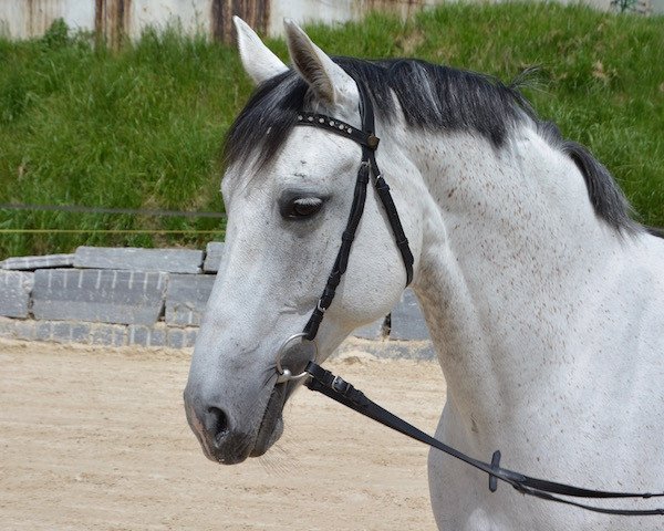 broodmare Golden Rosa Lee KWG (Swiss Warmblood, 2005, from Abanos)