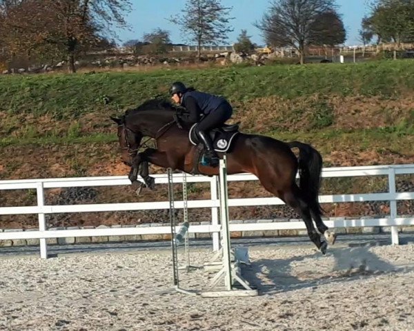 horse Chapeau (Holsteiner,  , from Caretino Gold)