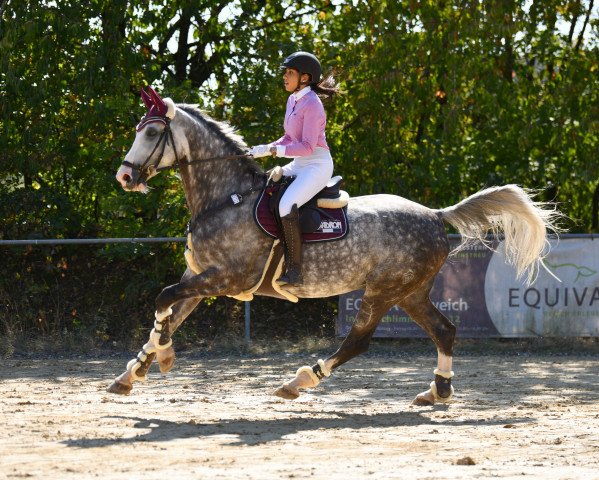 jumper Chester 333 (Westphalian, 2011, from Capistrano 2)