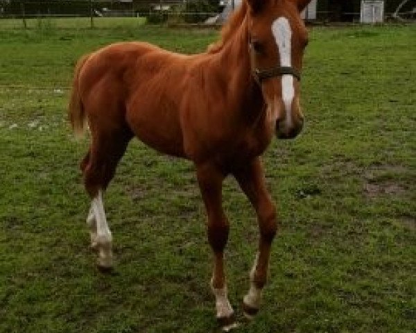 horse Stravinsky C (Belgian Warmblood, 2018, from Quasimodo vd Molendreef)
