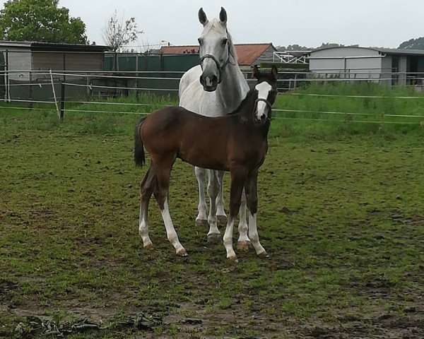 horse Scooby Doo C (Belgian Warmblood, 2018, from Quasimodo vd Molendreef)
