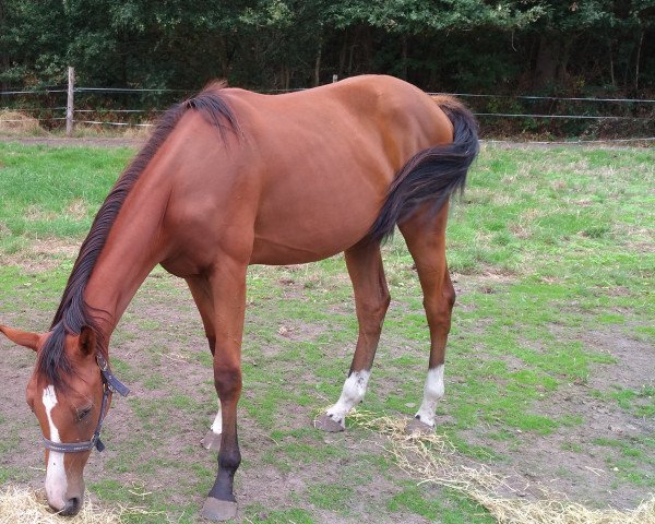 Pferd Beyoncé C Z (Zangersheide Reitpferd, 2017, von Bamako de Muze)