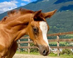Springpferd Don Carlo KS Z (Zangersheide Reitpferd, 2020, von Don van het Parelshof Z)