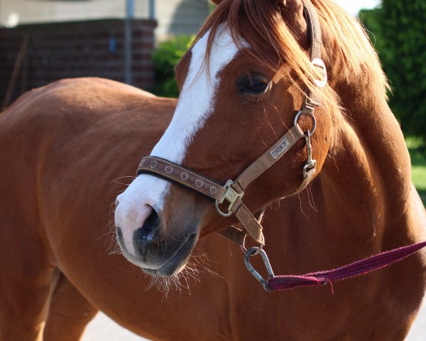 Pferd SK Naveed ox (Vollblutaraber, 2016, von Nizar V.S. ox)