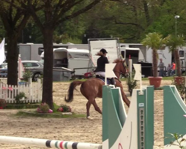 Reitturnier Halver 2017