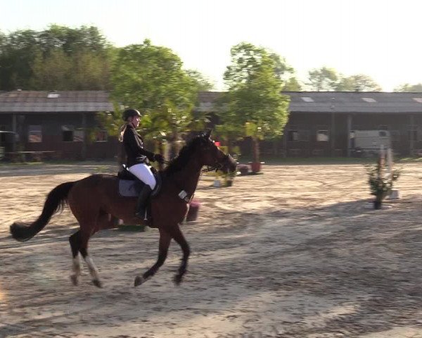 Reitturnier Halver 2017