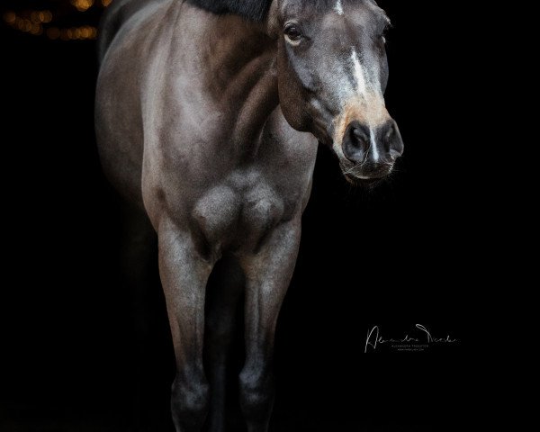 dressage horse Mein Romeo (German Riding Pony, 2013, from Centauro's Midas)