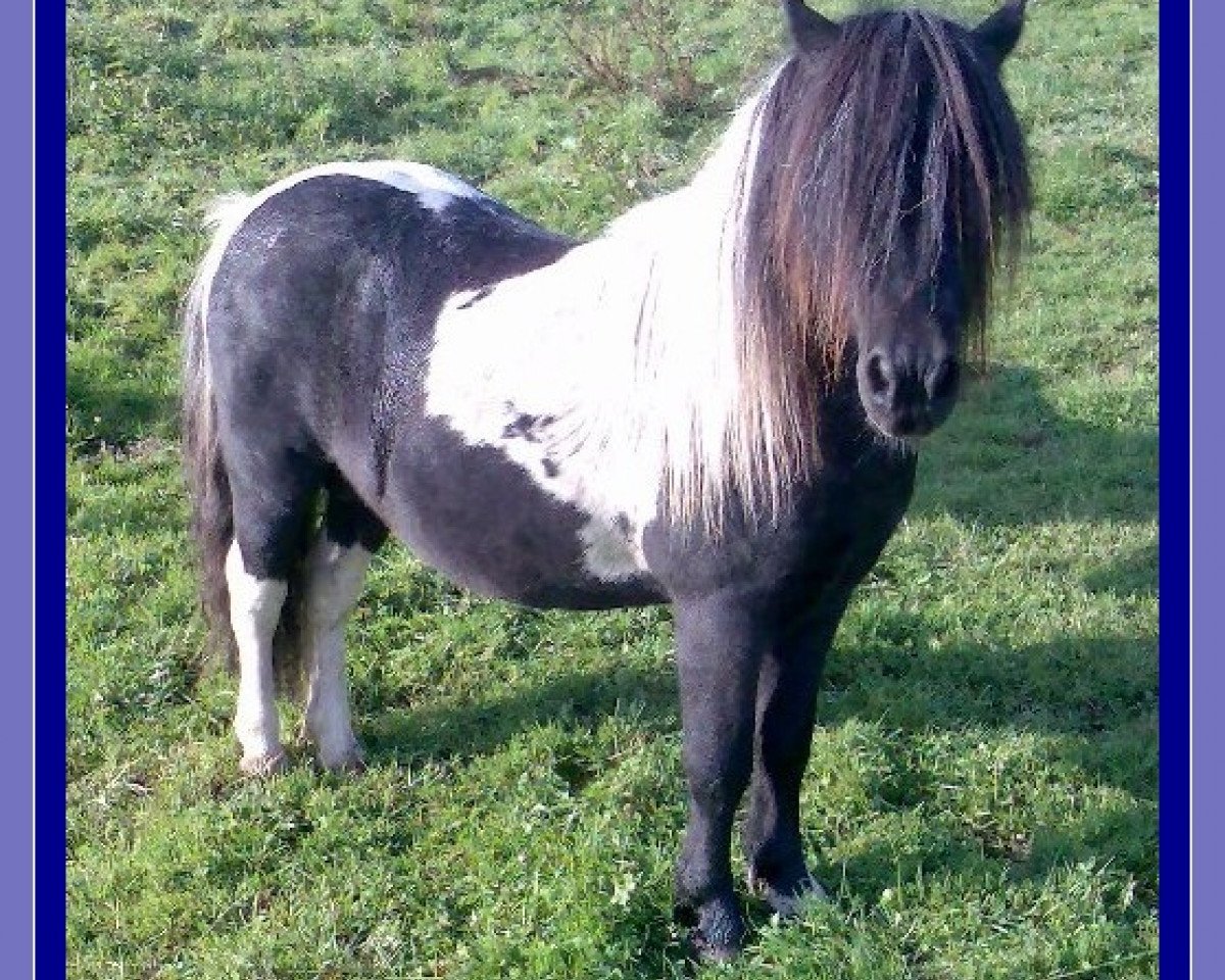 Semental Vasko vom Ellernbrook (Pony Shetland, 2001, de Vintaro)