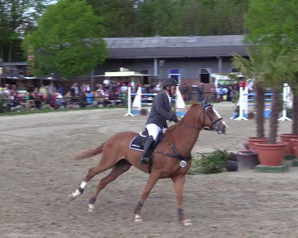 Reitturnier Halver 2017