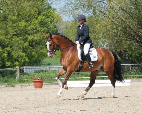 dressage horse Legolas 191 (Westphalian, 2011, from Lissaro)