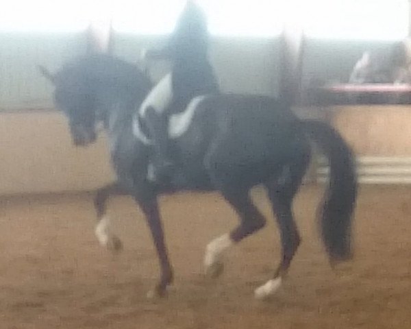 broodmare Donna Leon (Westphalian, 2004, from Douceur)