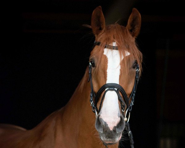 Pferd Larin (Westfale, 2014, von Laureus NRW)