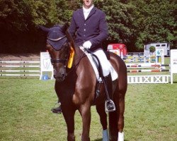 dressage horse Dogmatik (Oldenburg, 2007, from Dimaggio)