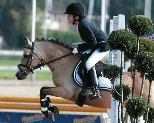 dressage horse Jolly Jumper 329 (Welsh mountain pony (SEK.A), 2004)