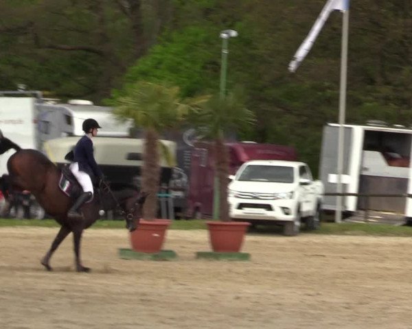Reitturnier Halver 2017