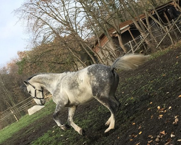 horse Absinth 61 (Holsteiner, 2011, from Askano)