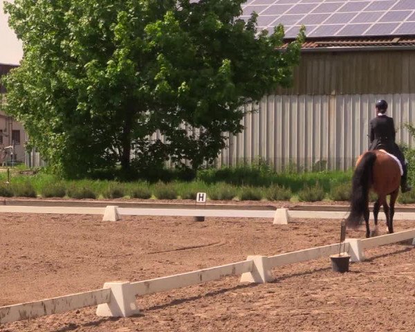Reitturnier Dallgow 2017